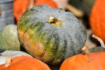 Herbstliches Rezept vom Profi aus Wermsdorf: Robby Höhmes „Süppchen von der Bischofsmütze“ - Kürbisse gibt es viele (Symbolfoto), Rezepte dazu ebenfalls, wie das von Robby Höhme.