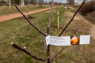 Herbstputz in Grünberg diesmal mit Baumpflanzung - Zum Herbst-Arbeitseinsatz in Grünberg werden am Samstag Obstbäume für die neu geborenen Babys gepflanzt.