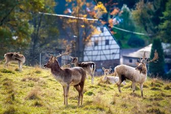 Herbstsonne lockt zu Entdeckungen in der Natur -