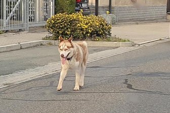 Herrenloser Husky eingefangen -