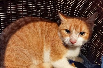 Herrenloser Kater im Tierheim Leisnig gestrandet - Der in Altzschillen aufgetauchte Kater ist etwa fünf Jahre alt und macht einen gepflegten Eindruck. 