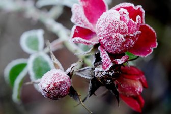 Heute Frost-Alarm in Sachsen: Verschieben sich die Eisheiligen in den April? - Die Nacht auf Mittwoch bringt in Sachsen Frost mit sich - empfindliche Pflanzen sollten geschützt werden. (Symbolbild)