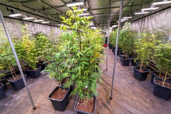 Hier im Erzgebirge soll ein erster Cannabis-Club entstehen - Cannabis-Pflanzen stehen in einem speziell beleuchteten Zelt dicht beieinander: Im Erzgebirge ist ein erster Cannabis-Club geplant.