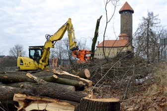 Hier rücken in Auerbach die Kettensägen an: Wie viel Gewinn die Stadt mit der Holzernte erwartet - 460 Festmeter Holz sollen in Auerbach dieses Jahr gerodet werden.