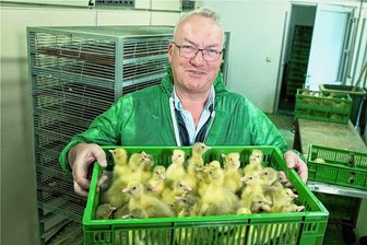 Hier schlüpfen Sachsens Weihnachtsgänse - Ein Korb voll neues Leben: Wenn die Gössel geschlüpft sind, muss es in der Brüterei von Lorenz Eskildsen in Königswartha schnell gehen.