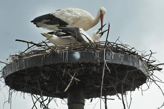 Hier sind die Störche zurück: Große Freude bei Naturfreunden im Vogtland -