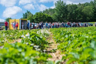 Hier stehen Erzgebirger Schlange - Ansturm auf Erdbeerfeld in Lauter-Bernsbach - Da die Früchte auf dem Feld im Erzgebirge nicht so schnell nachreifen, wurde der Betrieb erst sehr spät eröffnet.