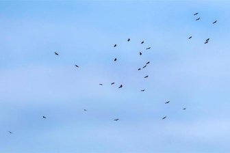 Hier trifft sich „Meister Adebar“: Was machen 28 Störche am Himmel über Glauchau? - Ein Foto mit 28 Störchen. Die Aufnahme entstand in der Nähe von Glauchau-Reinholdshain.