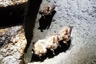 Hier verschlafen über 100 Fledermäuse den Winter im Vogtland - Fledermäuse im Winterschlaf: In der Grube Tannenberg hängen sie an der Decke.