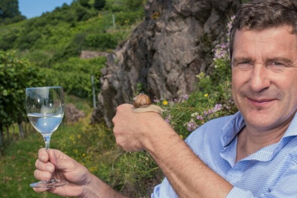 Hier wächst Sachsens teuerster Wein -  Wein und Weinbergschnecke: Winzer Martin Schwarz liebt die Arbeit im Weinberg. 