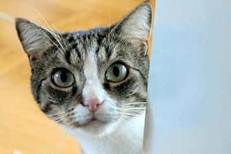Highfield-Festival: Katzentoilette als Drogenversteck - 