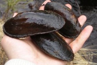 Hilfe für die sächsische Flussperlmuschel - Die Flussperlmuschel umgibt eingedrungene Fremdkörper mit Perlmutt. Perlen-Wachstumszeit: rund sieben Jahre.