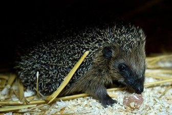 Hilfe für kranke und schwache Igel in Ostsachsen - 