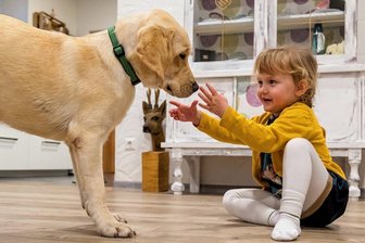 Hilferuf erhört: Eleanor aus Olbernhau bekommt einen Assistenzhund - Eleanor und Lou sind bereits ein Herz und eine Seele. Nach der Assistenzhundeausbildung soll der Labrador Retriever beispielsweise frühzeitig erkennen können, wann sich bei der Vierjährigen ein Zuckerschock anbahnt.