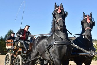 Hindernisrennen mit Pferdekutschen erfordert viel Geschicklichkeit -