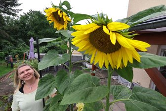 Hingucker und Erzeugnis: So blühen die Sonnenblumen rund um Hohenstein-Ernstthal - 