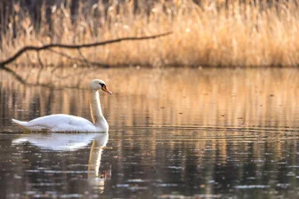 Hippodrom: Wie steht es um das Wasser in Limbach-Oberfrohna? - Wie gefährdet sind Ökosysteme? Eine Ausstellung widmet sich dem Wasser.