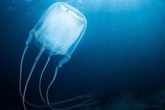 Hirnlos: Wie Quallen trotzdem gut durchs Leben kommen - Wasserwesen.