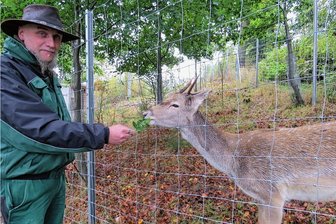 Hirsch aus dem Klingenthaler Tierpark zieht in den Taunus - Tierparkleiter Tino Richter füttert auf diesem Archiv-Foto aus dem Jahr 2016 den jungen Damwild-Hirsch Daris.