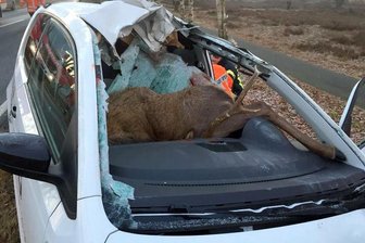 Hirsch kracht durch Windschutzscheibe - Mit 250 Kilogramm Kampfgewicht kollidierte ein Hirsch bei Wesel mit einem Auto und starb.