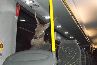 Hirsch landet bei Verkehrsunfall im Bus -