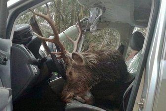 Hirsch landet bei Wildunfall auf dem Fahrersitz -
