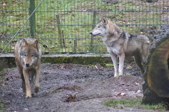 Hirschfeld: Tierpark lädt zum Wolfstag ein - Die beiden Wölfe Joe und Freya gehören zu den Attraktionen des Hirschfelder Tierparks.