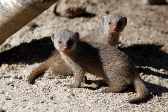 Hirschfeld: Tierpark soll ein Gehege für Mangusten erhalten - Zebramangusten könnten schon bald im Tierpark in Hirschfeld einziehen.