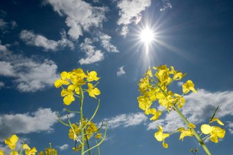 Hitzewelle rollt auf Sachsen zu: Wird es jetzt endlich Sommer? - Am Wochenende wird laut Vorhersage der Meteorologen warmes Sommerwetter erwartet.
