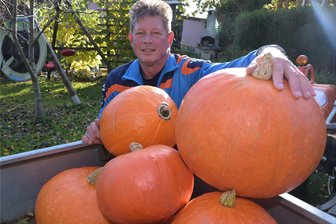 Hobbygärtner im Erzgebirge erntet Minikürbisse in XXL - Im Garten von Jörg Rudolph in Lößnitz wachsen besonders große Kürbisse der Sorte Hokkaido.