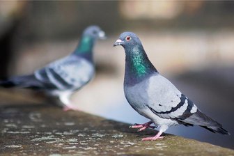 Hochansteckende Tierseuche in Chemnitz ausgebrochen -