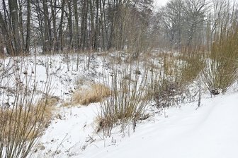 Hochwasserschutz in Oelsnitz: Freistaat-Behörde stellt Arbeiten in Aussicht - Der Elster-Entlastungsarm in Oelsnitz ist zugewachsen, bemängelt Björn Fläschendräger.