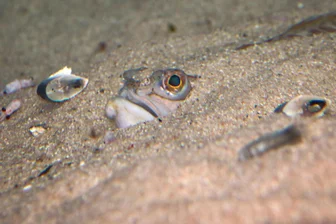 Höllische Schmerzen: Vor diesem Ostsee-Fisch warnt jetzt sogar der ADAC - Vergräbt sich gern im Sommer zum Laichen im Schlick oder Sand an der Ostseeküste: das Petermännchen. Dieser Fisch zählt zu den giftigsten Tieren in Europa.