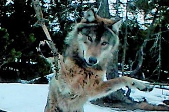 Hoffnung auf Nachwuchs bei Wolfspaar - Bitte recht freundlich: Wenn der Wolf eine Wildkamera entdeckt.