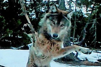 Hoffnung auf Nachwuchs bei Wolfspaar - Bitte recht freundlich: Wenn der Wolf eine Wildkamera entdeckt.