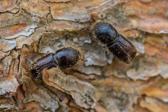 Hoffnung in Vogtland-Stadt nach Borkenkäfer-Plage: „2025 ist der Bestand irgendwie zusammengebrochen“ - Der Buchdrucker hat auch in Treuen große Zerstörungen angerichtet.