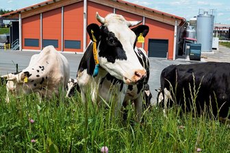 Hofgut Eichigt investiert in eigene Molkerei - 