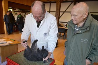 Hohe Verluste bei Züchtern: Für Kleintierschau im Vogtland fehlen ausreichend Tiere - Preisrichter Mario Vonau (links) aus Königswalde nahm die Tischbewertungen vor, unter anderem von einem Kleinsilber schwarz des Züchters Klaus Müller.