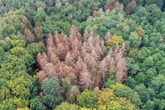 Abgestorbene Fichten, die die Trockenheit nicht überstanden haben, stehen zwischen gesunden Bäumen.
