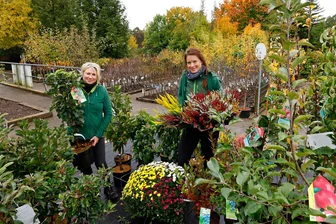 Hohenstein-Ernstthal: Obstbäume, Herbstblüher und die große Apfelvielfalt sollen zum Obstbaumtag am alten Sachsenring locken - Katrin Kröber (l.) und Corinna Piehler bereiten Obstbäume, Heide und Blühpflanzen vor.
