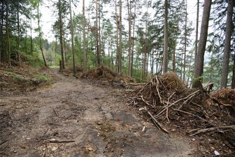 Holz-Ärger im Klingenthaler Stadtwald: Wann passiert hier etwas? - Unordentlich ist noch freundlich formuliert: Nach dem Holzeinschlag im Stadtwald wurden die Reste im Wald liegen gelassen.