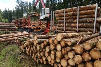 Holzeinschlag im Schallerbachtal zwischen Beerheide und Brunn - 