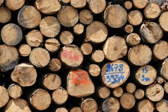 Holzernte in Revier im Erzgebirge: Waldwege zeitweise gesperrt - Im Forstrevier Stollberg steht eine große Holzernte an.