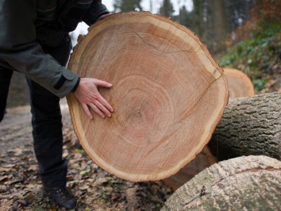 Holzkrise: Koalition will Preisklausel verstärken - Sachsens Landesregierung lehnt trotz stark gestiegener Preise für Holz und andere Rohstoffe staatliche Eingriffe in den Markt ab.