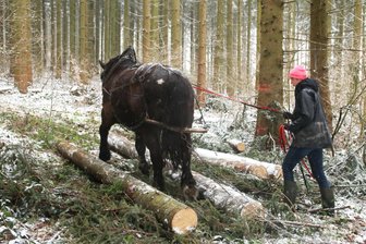 Holzrücken mit Pferden bleibt in Vogtlanddorf Mittel der Wahl - Auch im nächsten Jahr kommen im Steinberger Kommunalwald Pferde zum Einsatz.