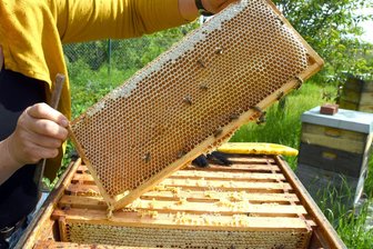 Honigsüß und bienenfleißig: Die letzte Rochlitzer Runde in diesem Jahr - Deutschlands Imker haben 2025 so viel Honig geerntet, wie lange nicht mehr.