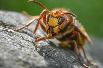 Hornissen im Treppenhaus: Leipziger Mieter müssen mit dicken Brummern leben - Groß, aber friedlich: eine Hornisse hat es sich in einem Garten bequem gemacht.