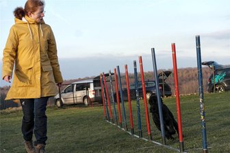 HSV Geringswalde steuert neue Ziele an - Anika Dietze trainiert im Agility-Parcours mit Cocker-Spaniel Vitus den fehlerfreien Durchlauf.