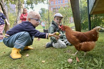 Hühnerfieber in Zwickauer Kita: Kinder sind von Elfriede und Agathe entzückt - Liam (l.) und Kurt bieten der Henne einen Apfel an.