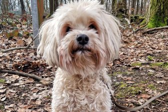 Hündchen in Freiberg aufgegriffen: Wer kennt es? - Dieser junge männliche Malteser-Mix wurde am 13. Februar im Stadtgebiet von Freiberg gefunden.